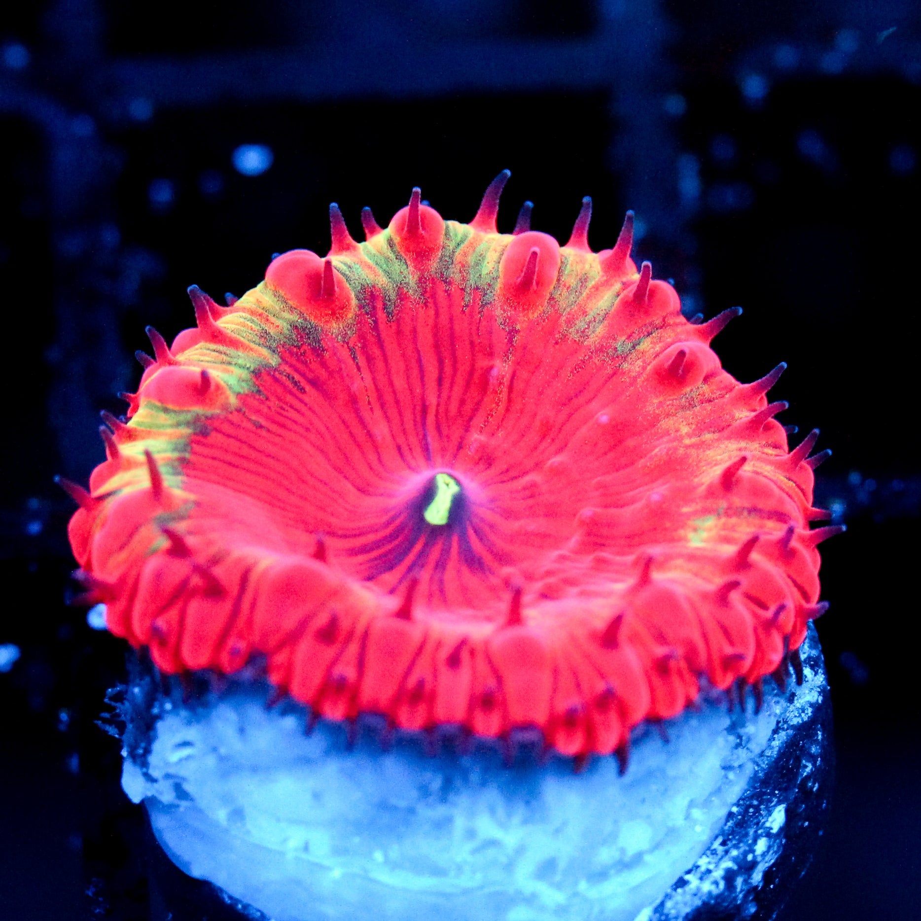JC Supernova Blasto