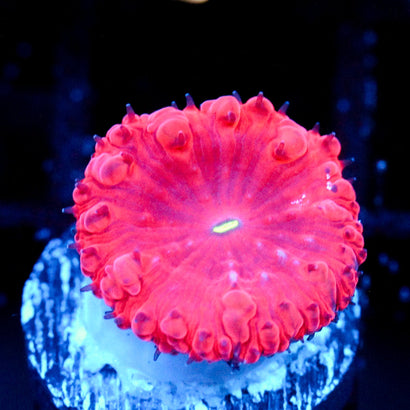 JC Hemoglobin Blasto