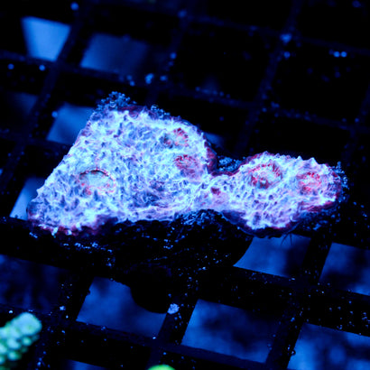 JC Unholy Trinity Chalice