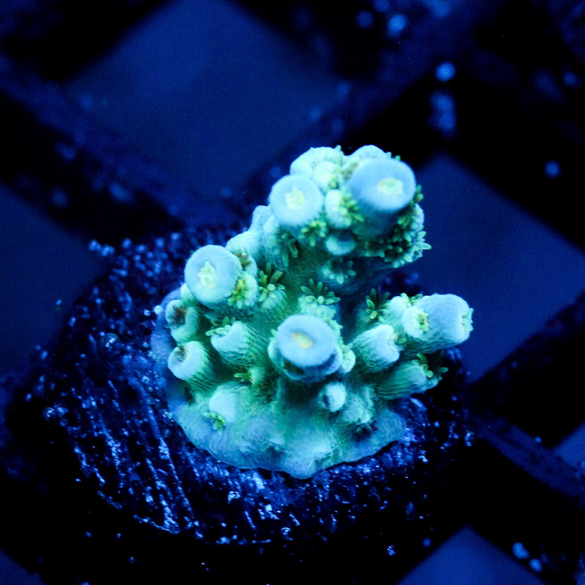 JC Turquoise Rainbow