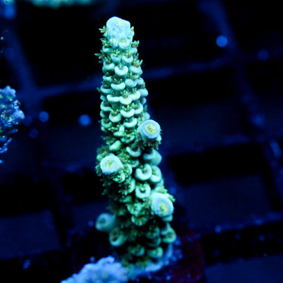 JC Stalagmites