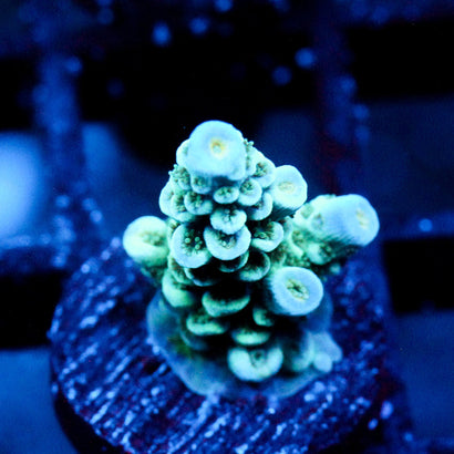 JC Caribbean Rainbow