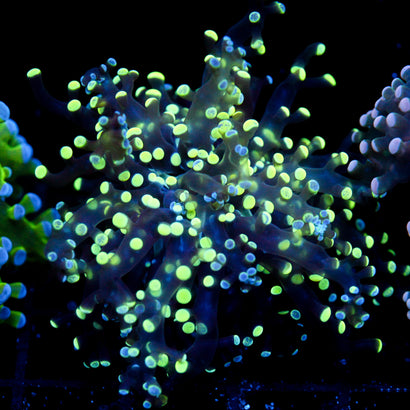 JC Splatter Octo