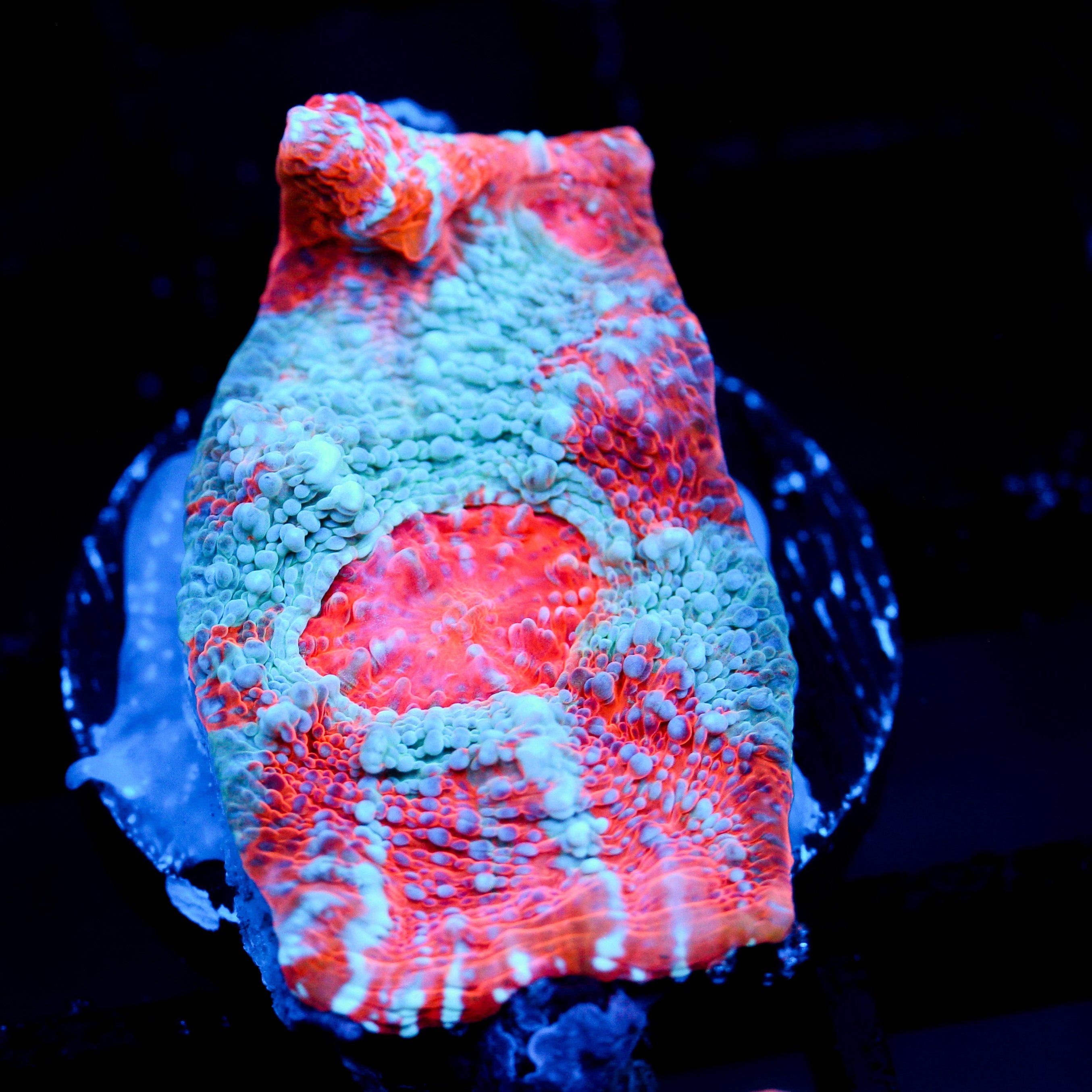 JC Frozen Hatred Chalice