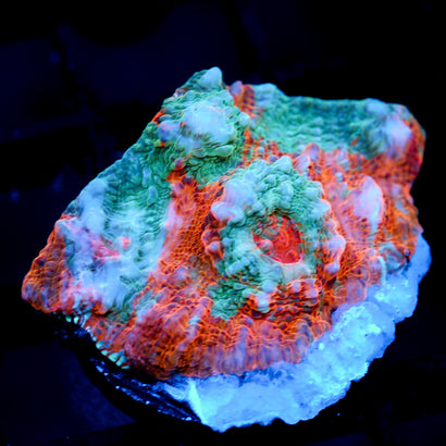 JC Citrus Dream chalice