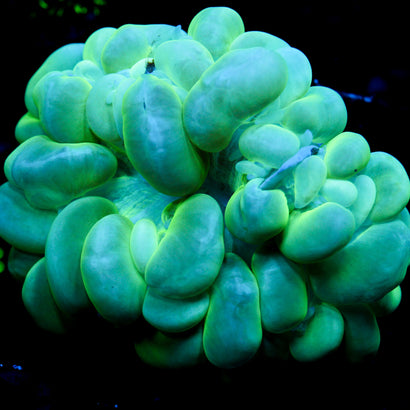 JC Neon Green Bubble Coral - Large