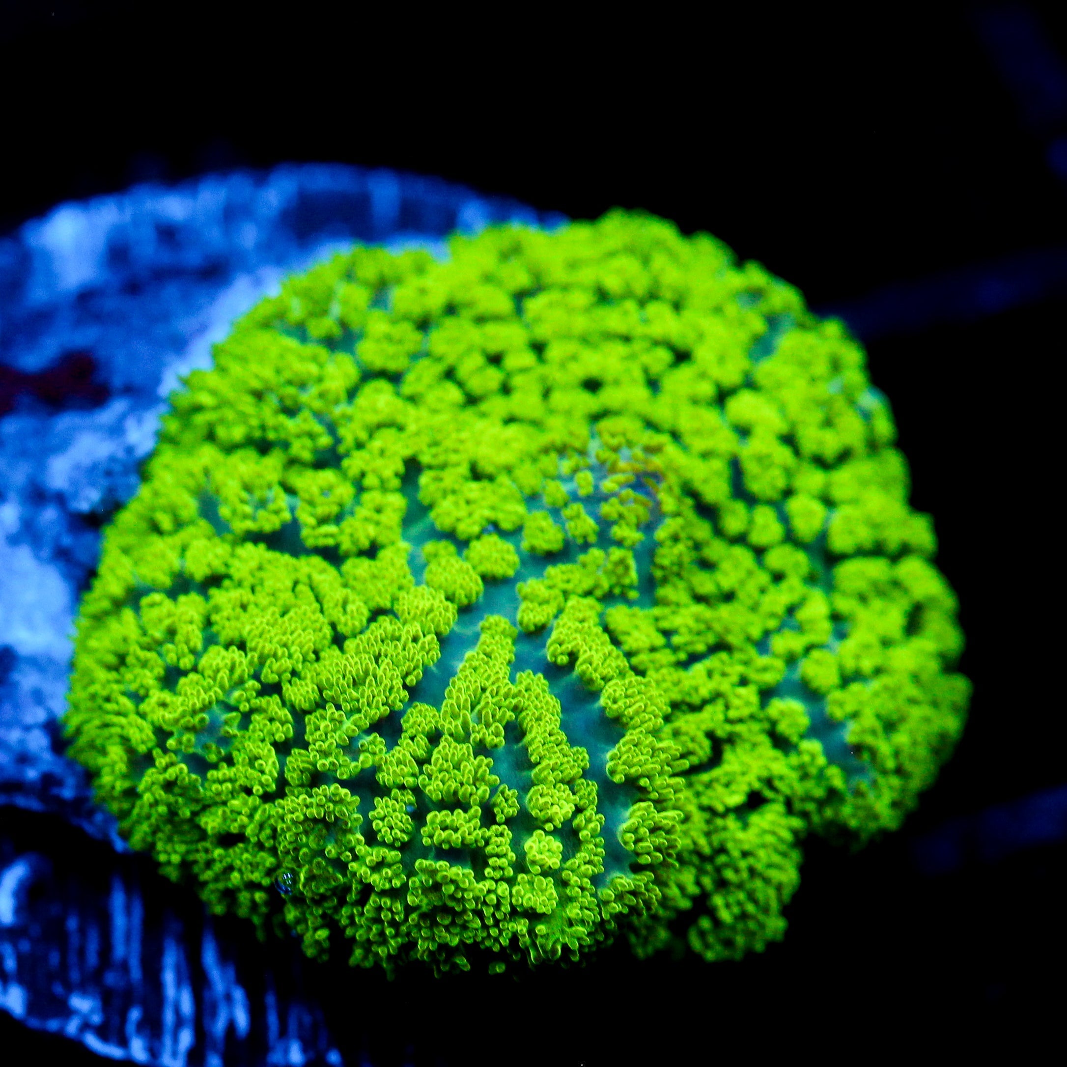 JC Neon Green Rhodactis