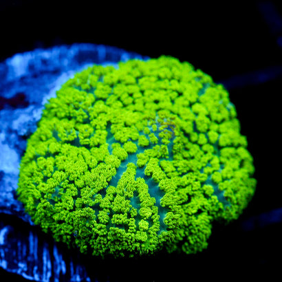 JC Neon Green Rhodactis