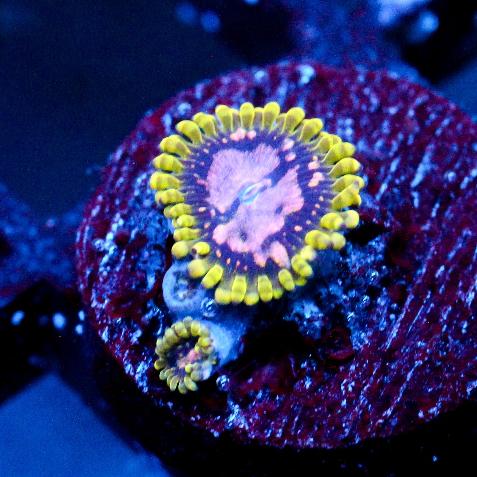 JC Purple Monster