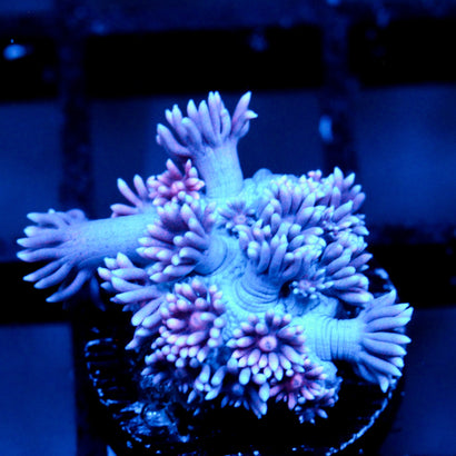 JC Purple Kiss Goni