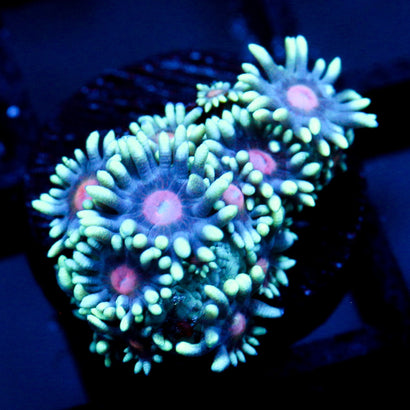 JC Phantasmic Flowers Goni