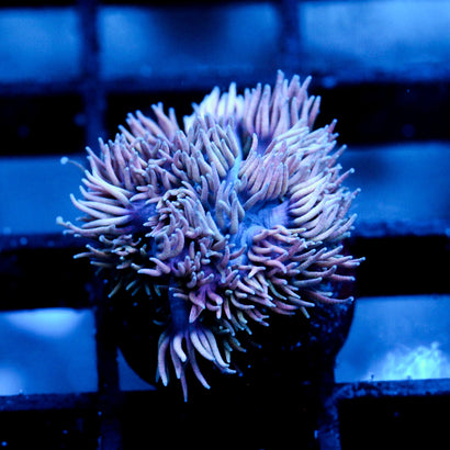 JC Witch Fingers Goni