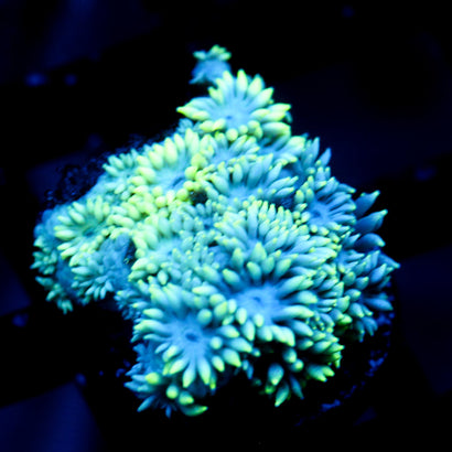 JC Neon Phase Goni