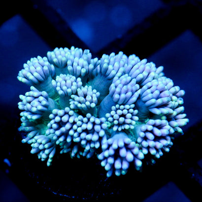 JC Beachy Breeze Goni