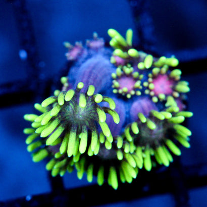 JC Alien Abduction Goni