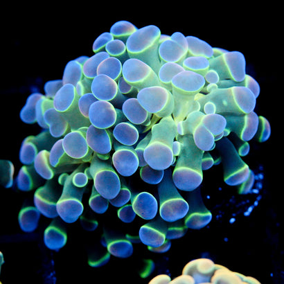 JC Ultra Hologram Hammer