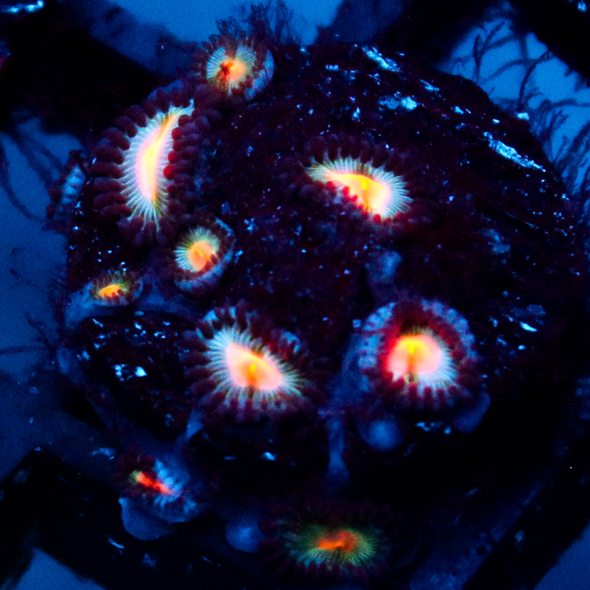 JC Blue Raven Zoanthid