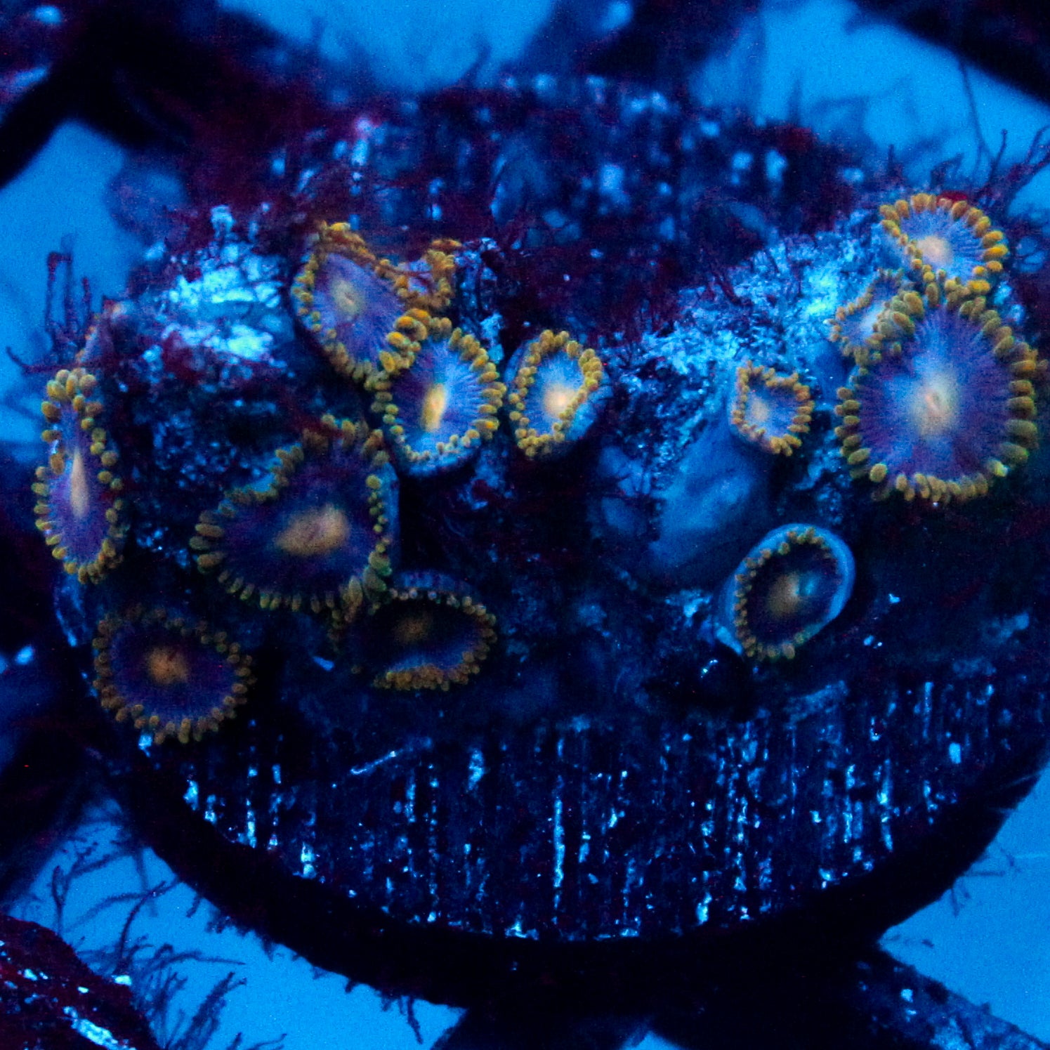JC Gold Gobbler Zoanthid