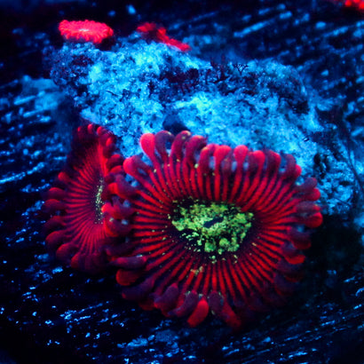JC Magician's Zoanthid