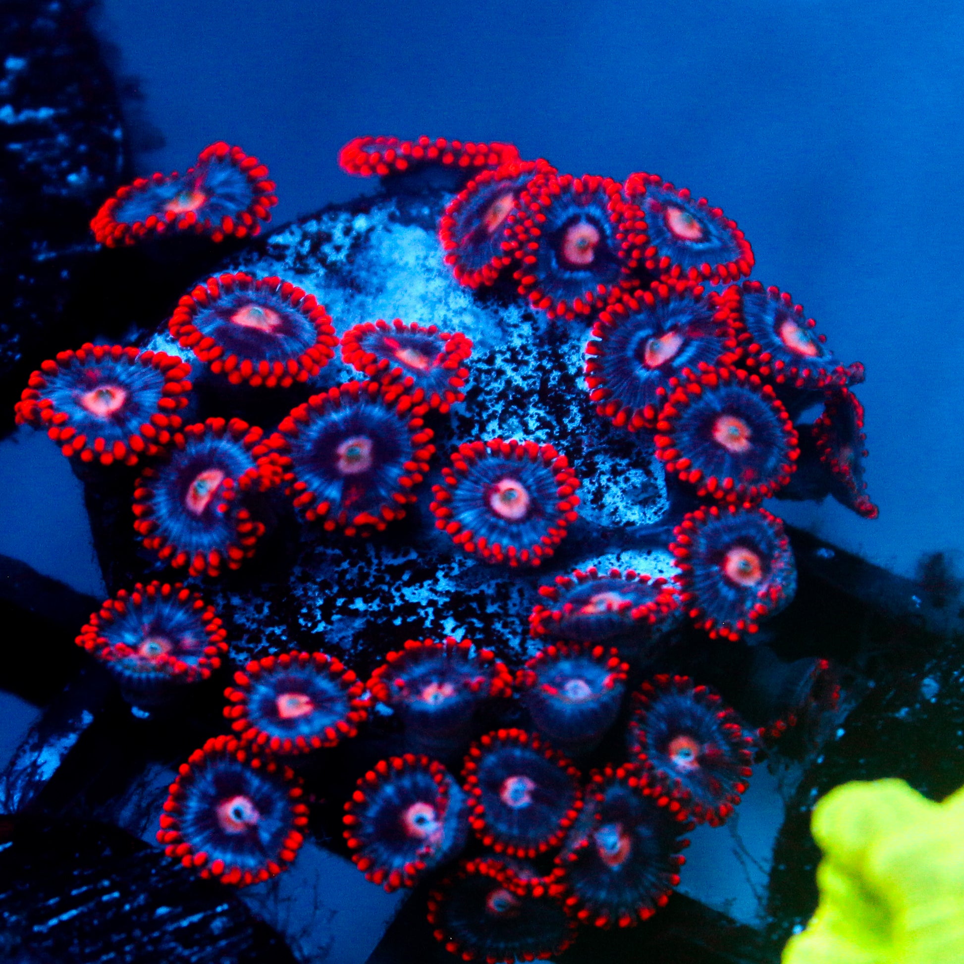 JC Edge of Reality Zoanthid