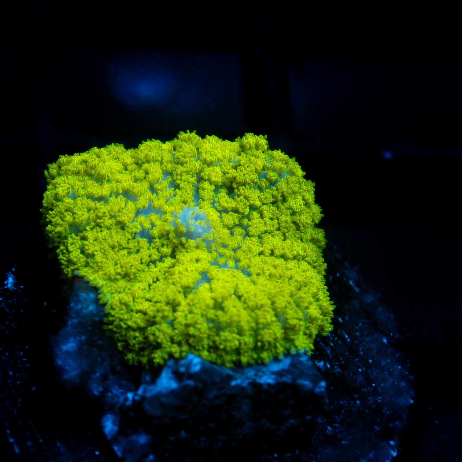 JC Neon Green Rhodactis