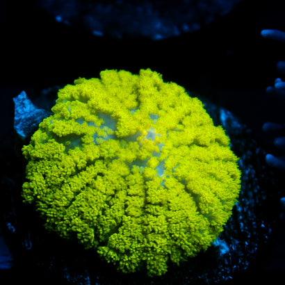 JC Neon Green Rhodactis