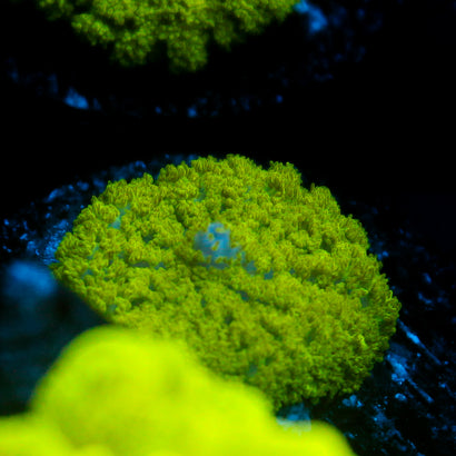 JC Neon Green Rhodactis