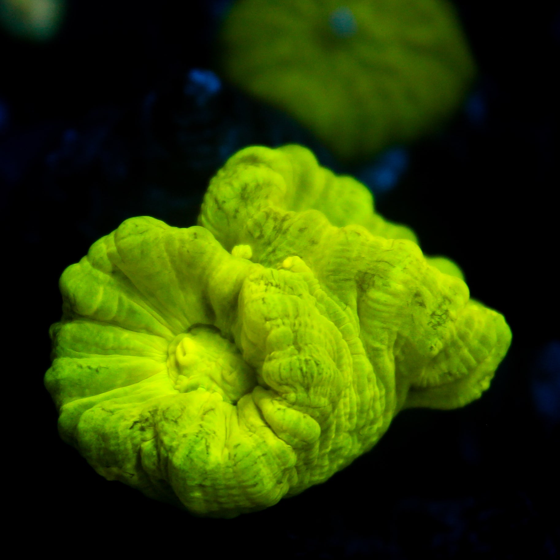 JC Neon Green Trumpet