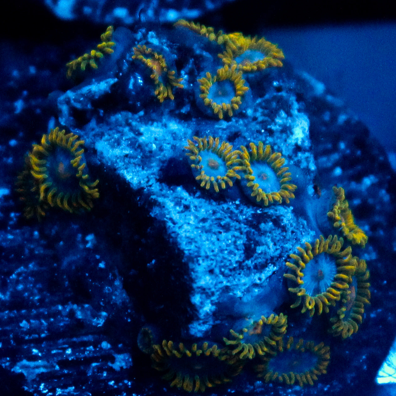 JC Gold Gobbler Zoanthid