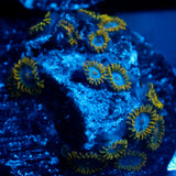 JC Gold Gobbler Zoanthid