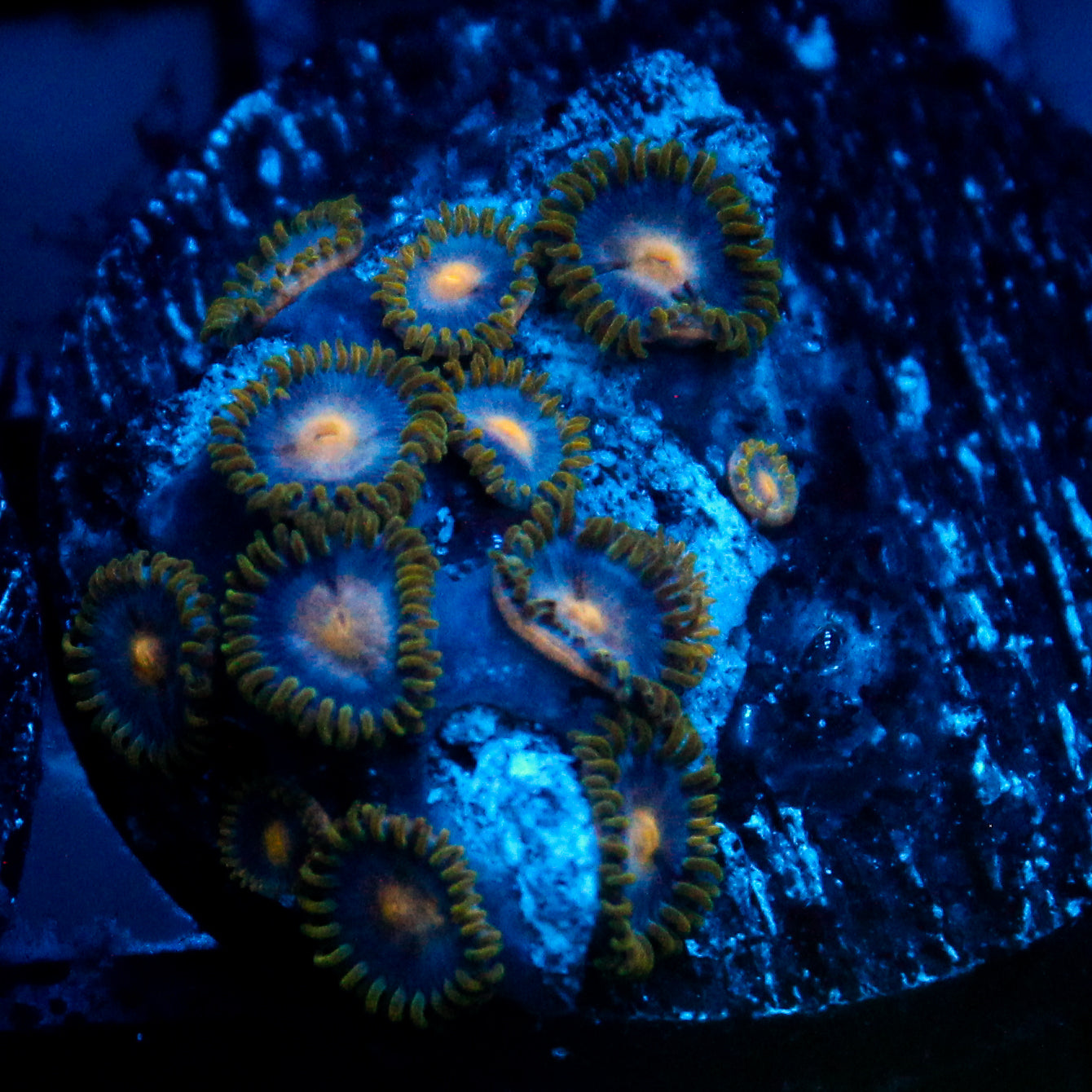 JC Saturn Zoanthid