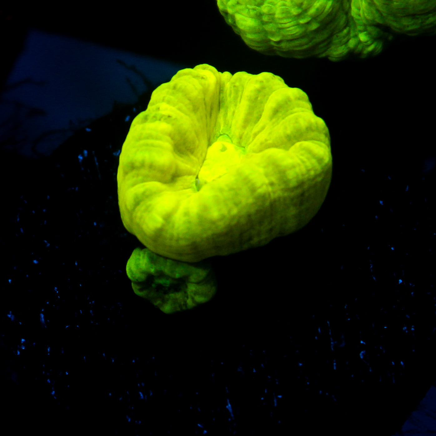 JC Neon Green Trumpet