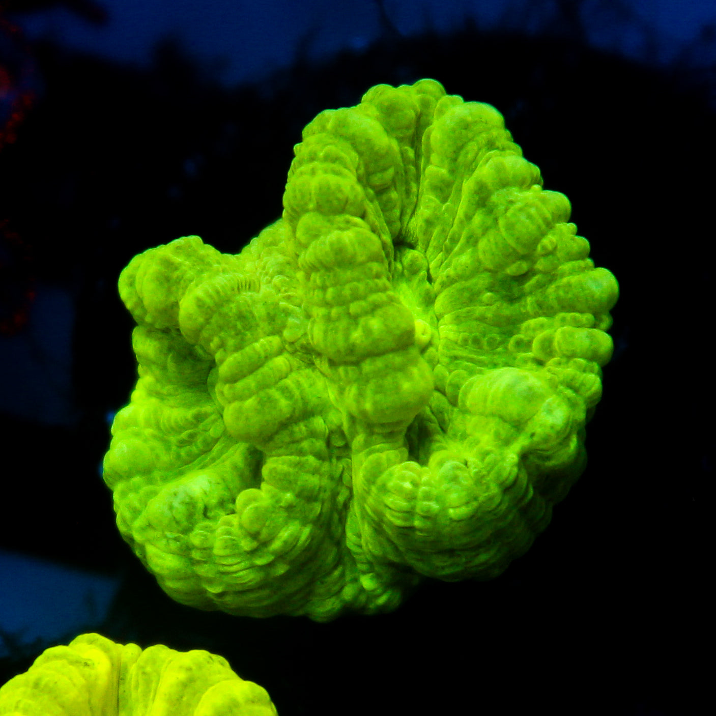 JC Minty Trumpet Coral