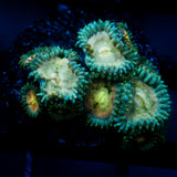 JC Hawaiian Ding Dang Zoanthid