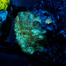 JC Firefly Discosoma
