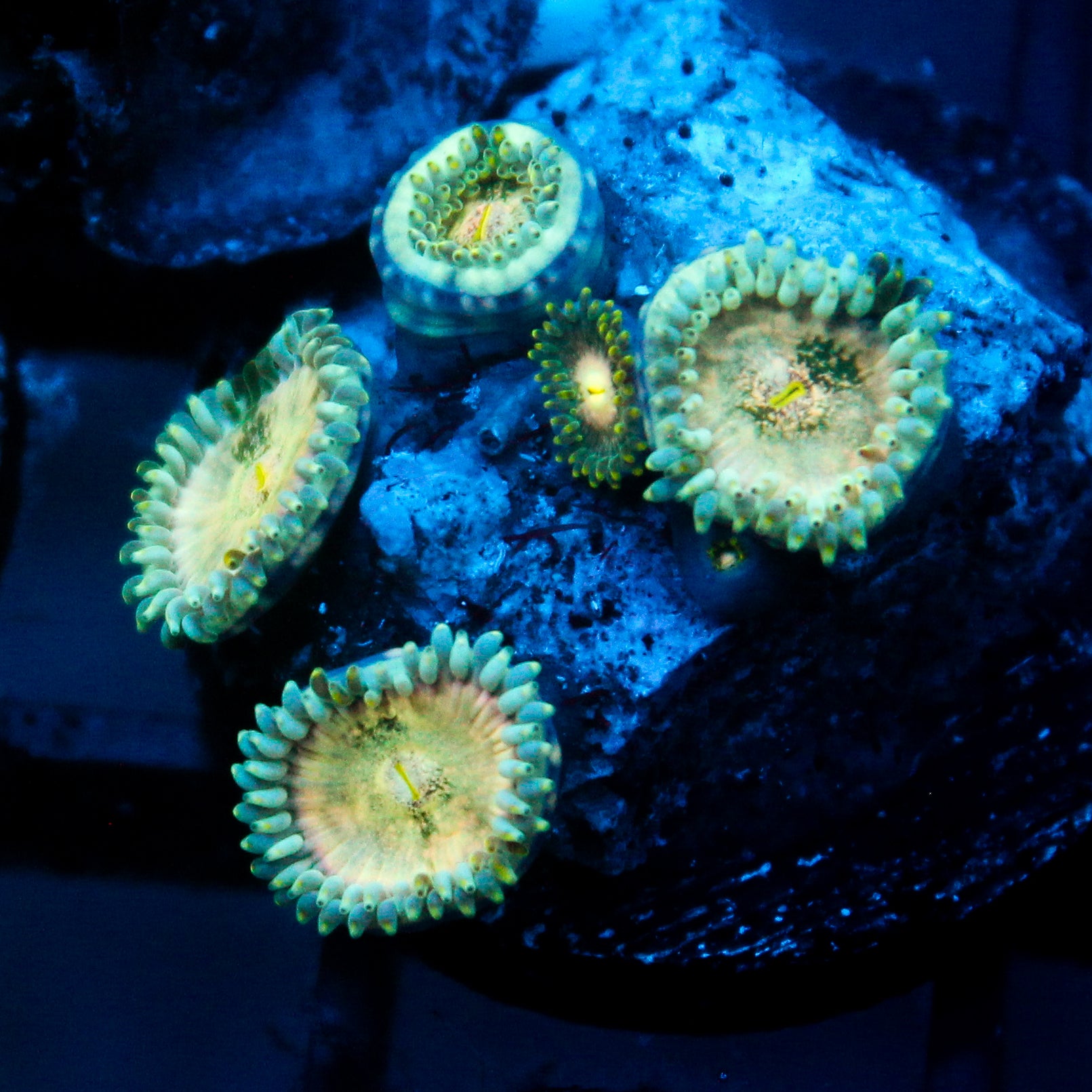 JC Hawaiian Ding Dang Zoanthid