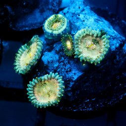 JC Hawaiian Ding Dang Zoanthid