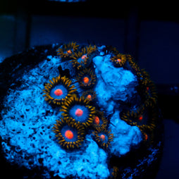 JC Gold Burn Zoanthid