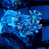 JC Orange Tip Clove Polyp