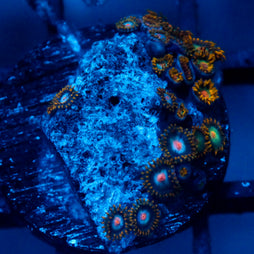 JC Zoa Garden Seed