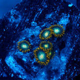 JC Saturn Zoanthid