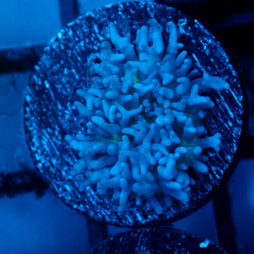JC Fuzzy Mushroom