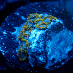JC Saturn Zoanthid