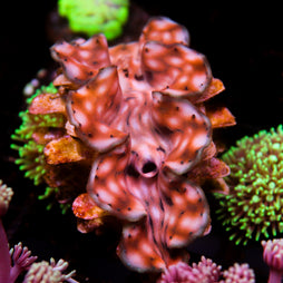 JC Biota Aquacultured Squamosa