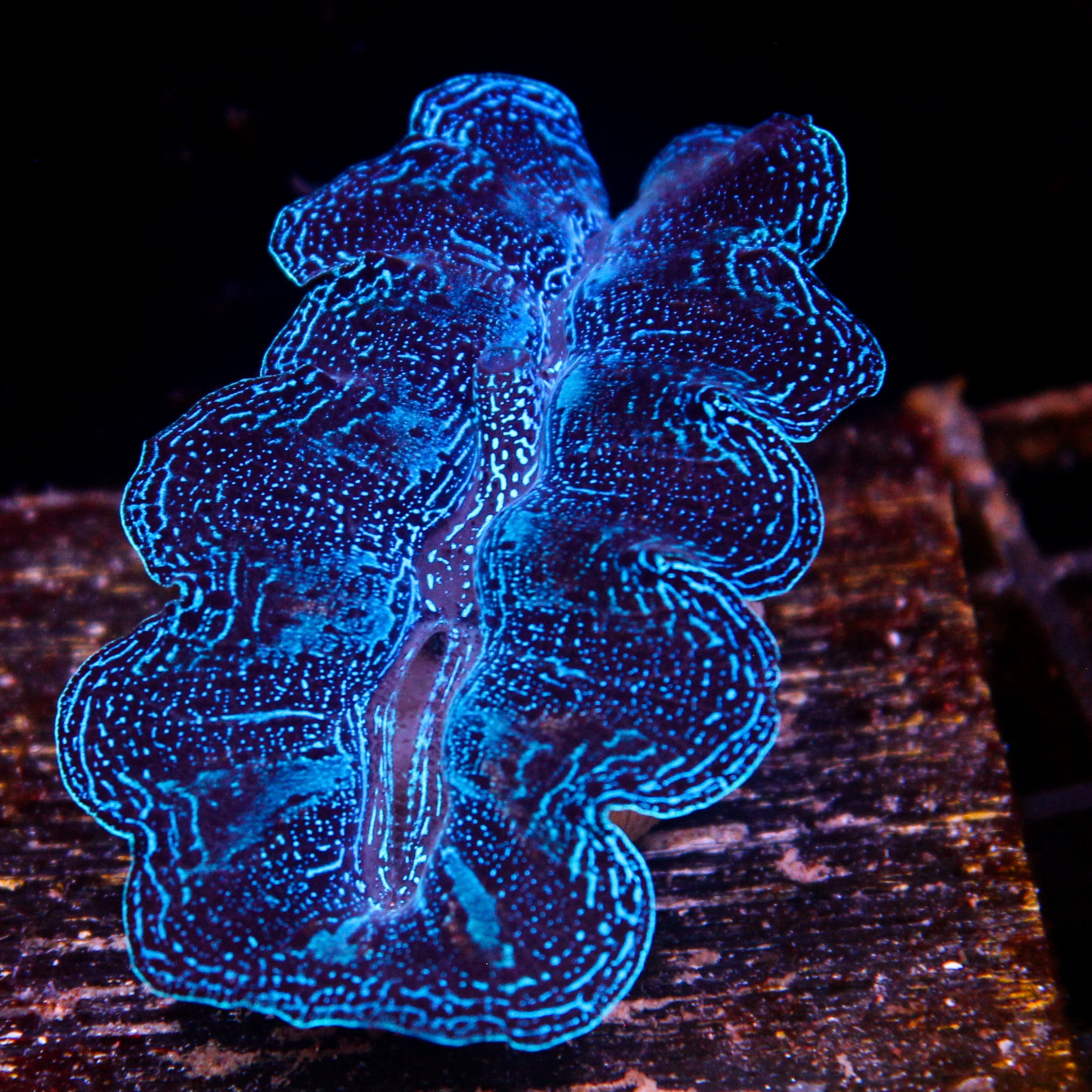 JC Biota Aquacultured Starlight Crocea (Nicest and largest in the group)