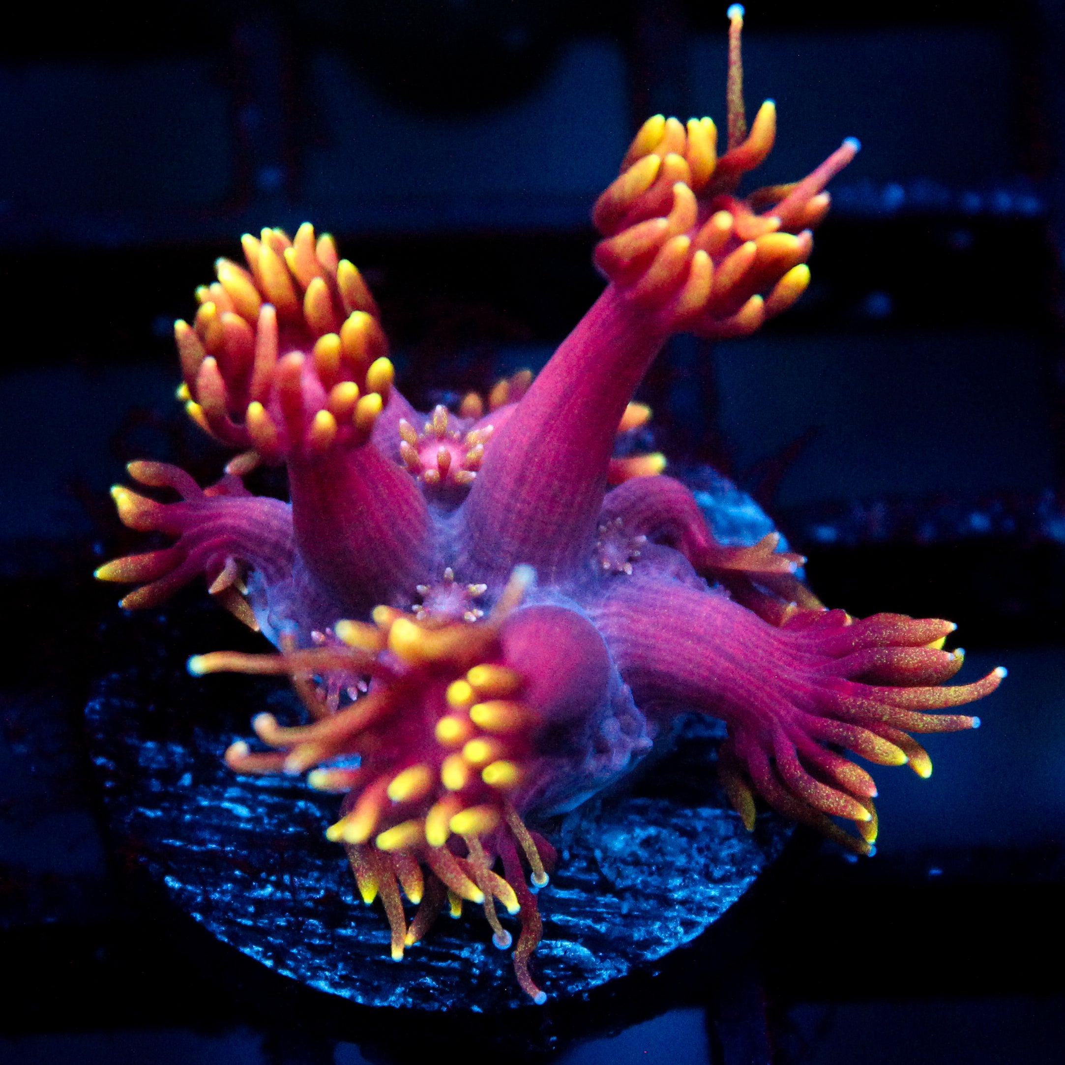 JC Tentacool Goni