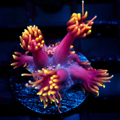 JC Tentacool Goni
