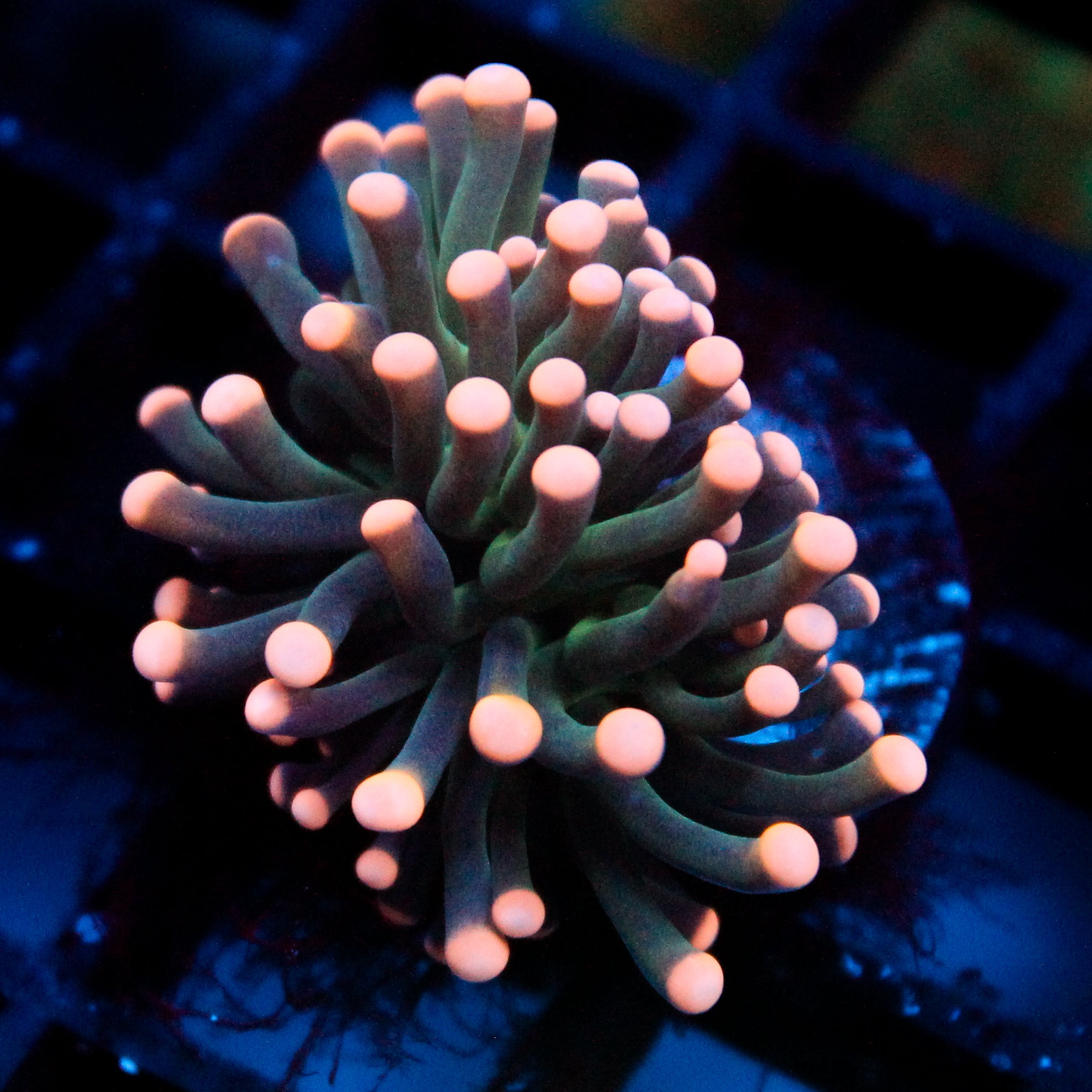 JC Pink Tip Hurricane Torch