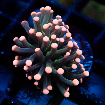 JC Pink Tip Hurricane Torch