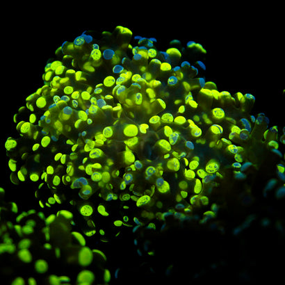 JC Splatter Frogspawn